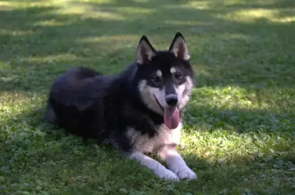 Chien perdu La Monnerie-le-Montel, photo : Husky mâle 10 mois perdu à La Monnerie