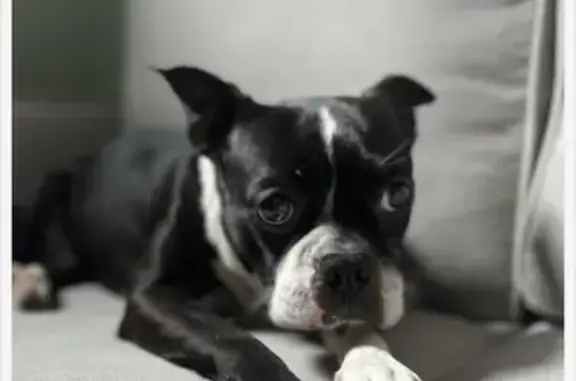 Help Find Skittish Boston Terrier Apollo!