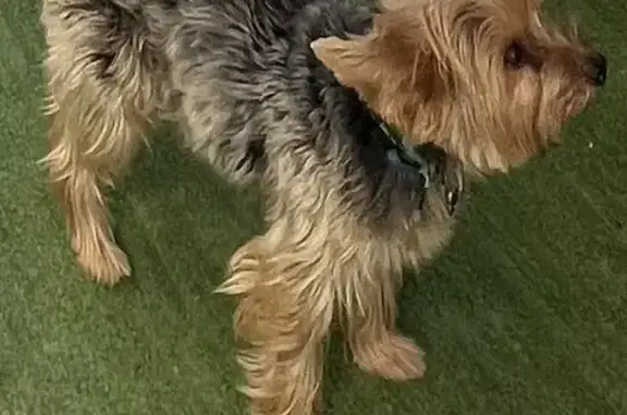 Lost Yorkshire Terrier on E 130th Ave, Tampa