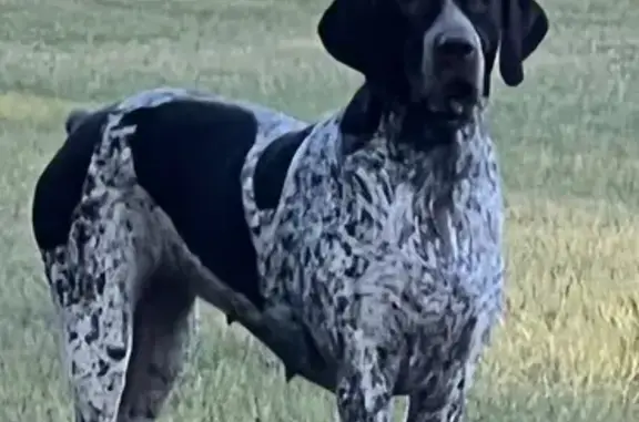 Lost German Pointer: Mojo Needs You!