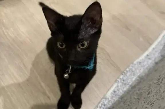 Lost Kitten: Oliva with Blue Collar