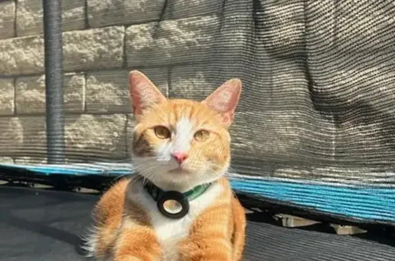 Lost Orange Cat in Oxnard: Help Find Him!