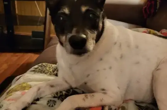 Lost Rat Terrier: Reward Offered in Posen