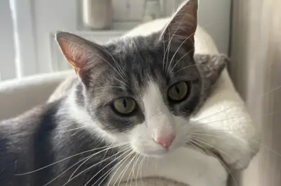 Animaux perdus Épron, photo: Chat gris et blanc disparu à Épron
