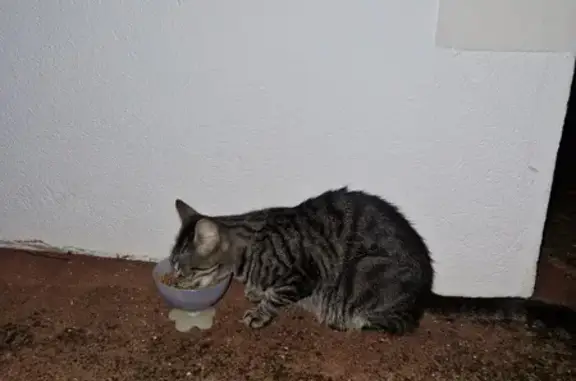 Chat trouvé à Rochefort, Quéreux de la Vacherie - photo