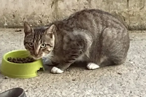 Chat européen tigré cherche foyer à Villefranque - photo