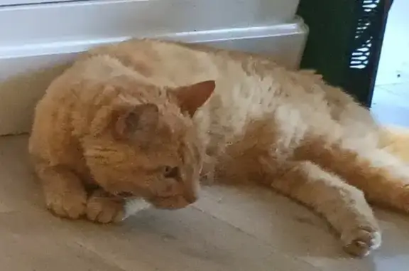 Animaux perdus Aubagne, photo: Chat roux 19 ans perdu à Aubagne