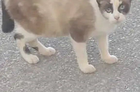 Gatita Busca Hogar Seguro y Amoroso