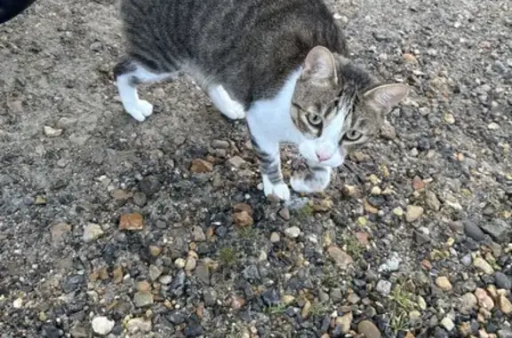 Chat mâle tigré sociable trouvé à Verberie - photo