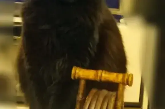 Chat perdu, La Rochelle, photo: Chatte noire 3 ans perdue à La Rochelle