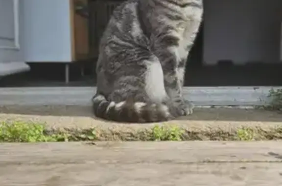 Animaux perdus Saint-Sébastien-sur-Loire, photo: Chat gris craintif perdu à Saint-Sébastien