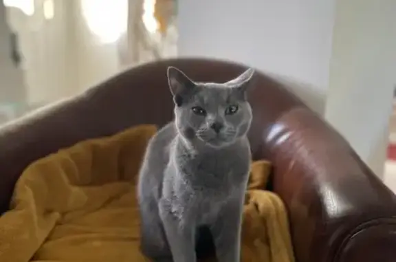 Animaux perdus Beaurainville, photo: Chat Chartreux 1 an perdu Beaurainville