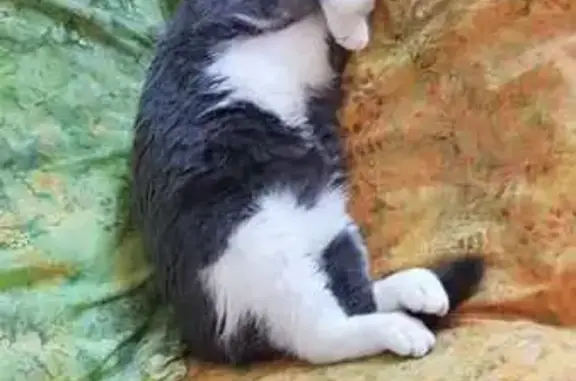 Animaux perdus Danjoutin, photo: Chat gris/blanc perdu, cicatrice au cou