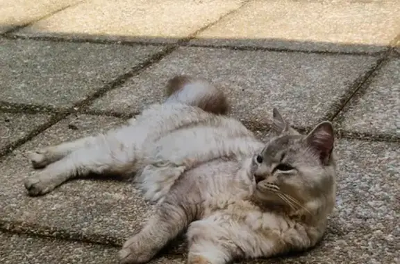 Animaux perdus , photo: Chat gris sable disparu à Puteaux