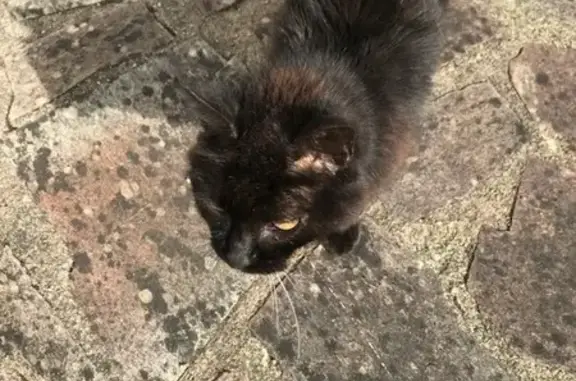 Chatte noire trouvée à Trignac - photo