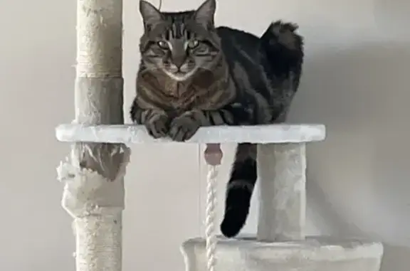 Animaux perdus , photo: Chatte tigrée disparue après déménagement