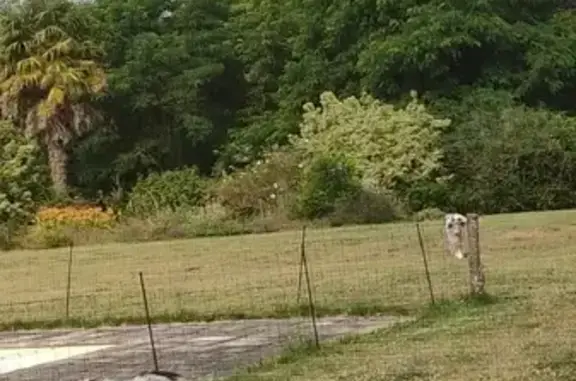 Chien perdu Soudan, photo : Colley bleu merle disparu à Soudan