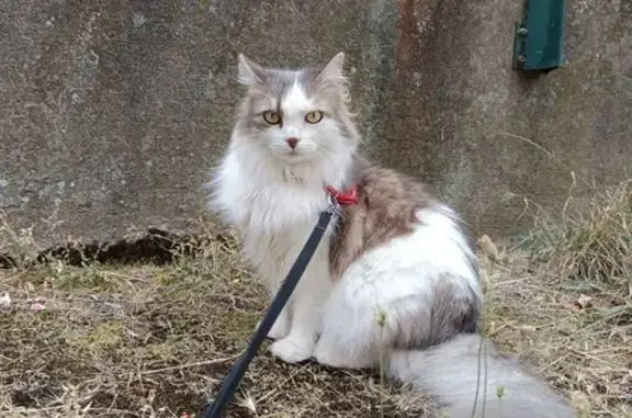 Animaux perdus Toulouse, photo: Chat mâle blanc/tabby perdu à Toulouse