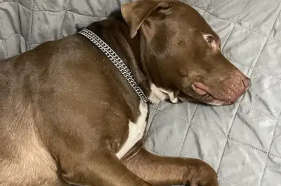 Missing Pitbull Chico: South Morgan St