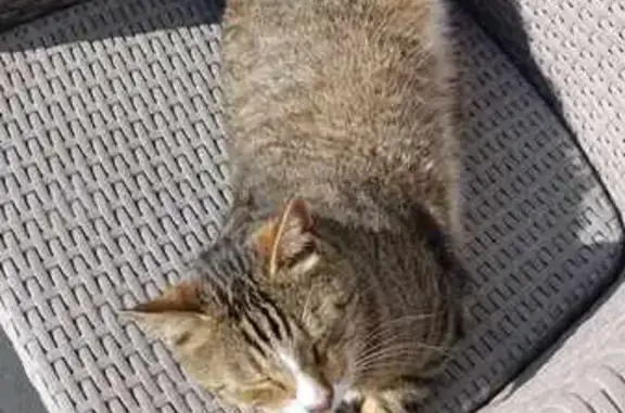 Chat perdu, Rennes, photo: Chat perdu : OLY, tigré crême, Rennes