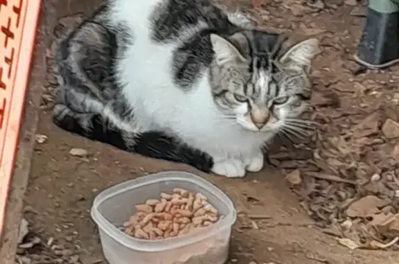 Chat mâle non castré trouvé à Niort - photo