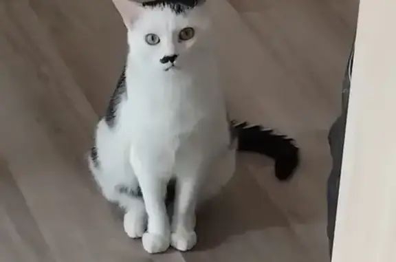 Animaux perdus Tournan-en-Brie, photo: Chat mâle 1 an perdu à Tournan-en-Brie
