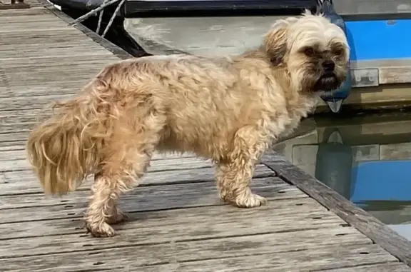 Chien perdu Souillac, photo : Chien disparu à Souillac : Cahuette recherchée