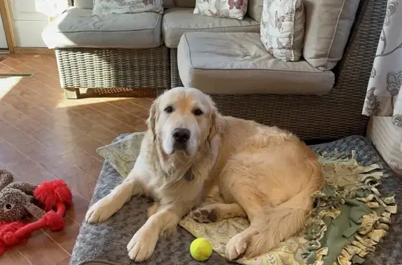 Timid Golden Retriever Missing in Hanover