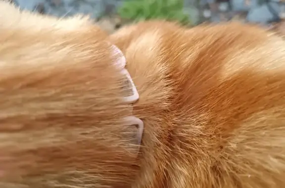 Jeune chatte tigrée trouvée à Trébédan - photo