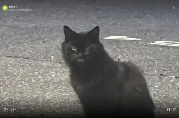 Lost Fluffy Black Cat in Lynnfield Area