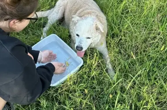 Lost: Friendly Golden Retriever Mix