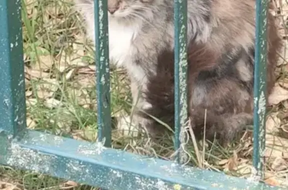 Chat trouvé près du gymnase Guillaumet - photo