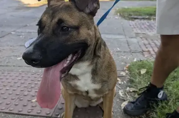 Friendly German Shepard/Pitbull Found