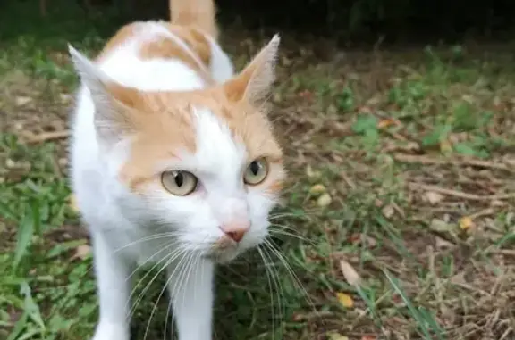 Chat trouvé Mont-de-Marsan, photo: Chatte blanche et rousse trouvée à Mont-de-Marsan