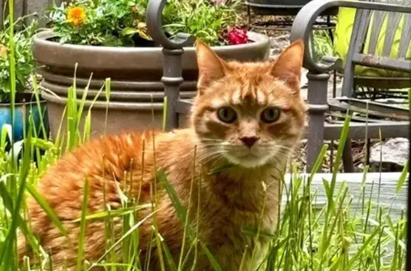 Lost Elderly Tabby Cat: Clem in Jackson