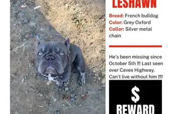 Lost Male French Bulldog on Caves Hwy