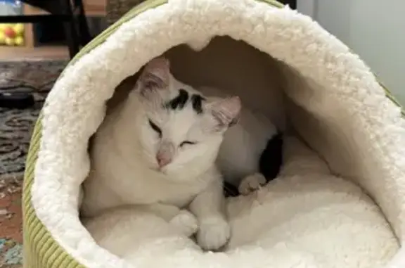 Animaux perdus Nantes, photo: Chat blanc perdu, Rue de la Brasserie