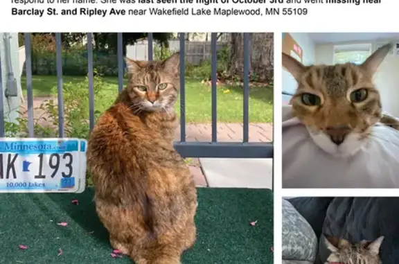 Help Find Jazzy: Friendly Senior Cat