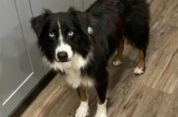 Lost Australian Shepherd in Orange City