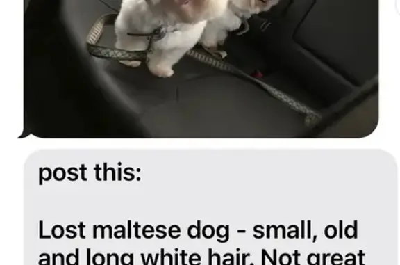 Lost Maltese: Deaf, White, Leopard Bow