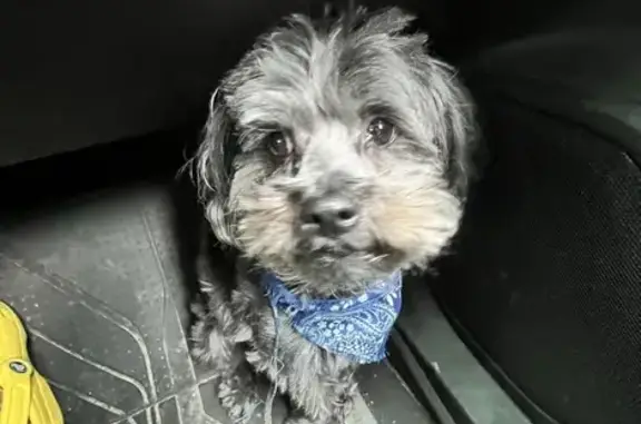 Lost Yorkie Mix on Ashland St, Detroit