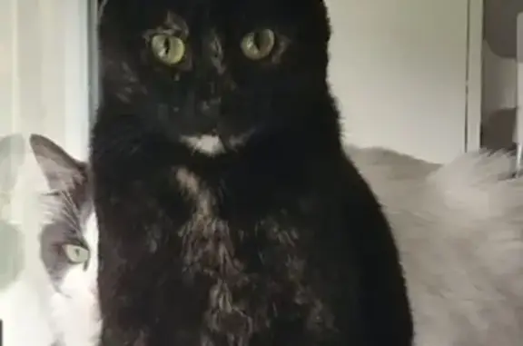 Chat perdu, Douai, photo: Chat écaille disparu à Douai