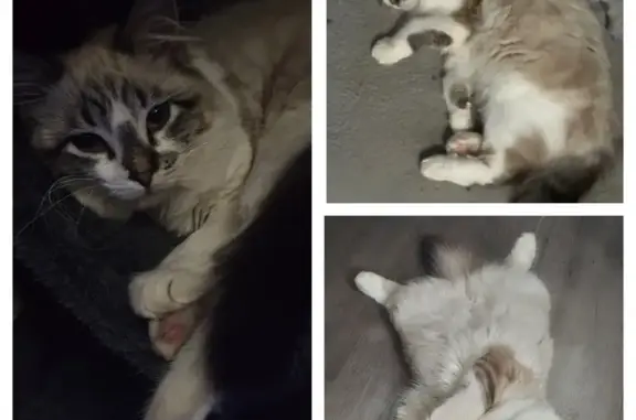 Missing: 10-Month-Old Ragdoll Cat