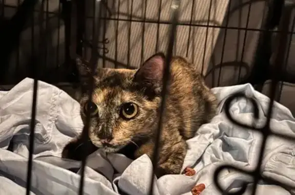 Lost Kitten Found Near Shake Shack