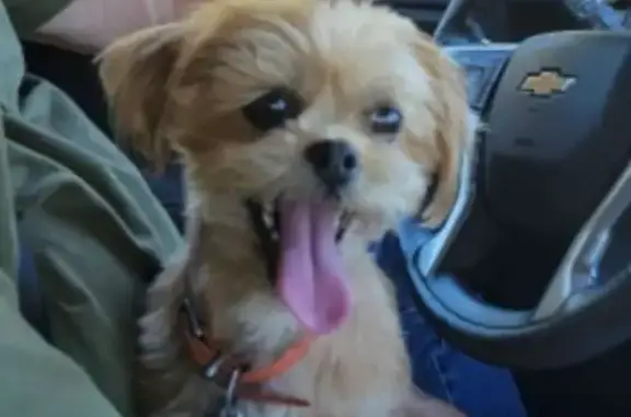 Lost: Small Tan Dog Near 179th St, CLR