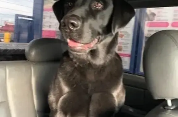 Lost Black Lab on County Road 133, AR