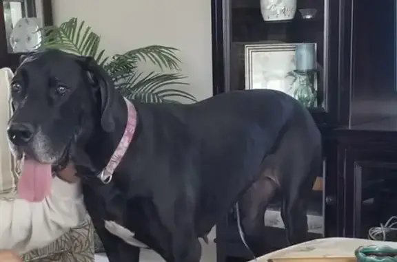 Lost Great Dane: Friendly & Shy, The Villages