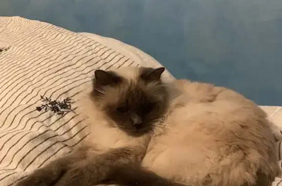 Chat perdu, , photo: Chatte siamoise beige perdue, Blancs-Coteaux