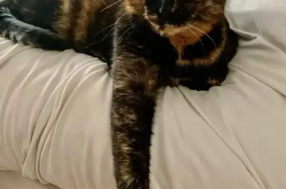 Lost Timid Tortie Cat near O'Plaine Rd