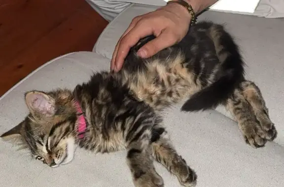 Chaton Maine Coon perdu, récompense 100€ - photo